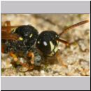 Cerceris quinquefasciata - Knotenwespe 06d 8mm beim Nesteintrag von Ruesselkaefern - OS-Wallenhorst Sandgrube.jpg